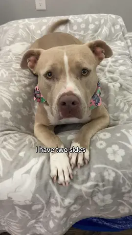 Gotta love both. #dogs #dogsoftiktok 