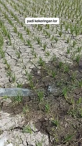 musim kemarau #anaktani #petani #petanimuda #petaniindonesia🇮🇩🇮🇩🇮🇩🌿🌿 #sawah #anaktani #kebun #pengairan #pupukpaten #kemarau #musimkemarau #cabai #kekeringan #anakrantau #padi #pupuk 