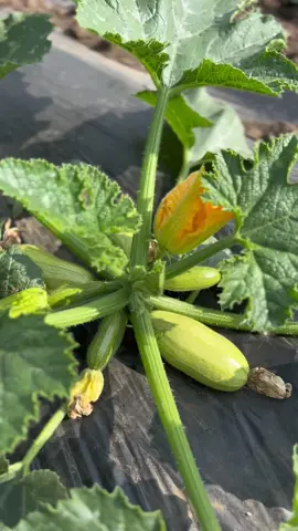 #fyp #foryoupage ##foryou##romania##agriculture##vegetables##constanta##legume##semintelegume##veggies##foodporn##tomatoes##organic