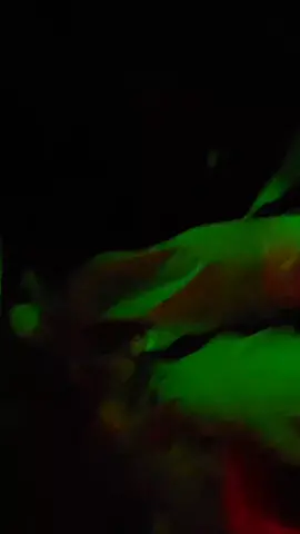 #disco #discoteca #secreto #planb 