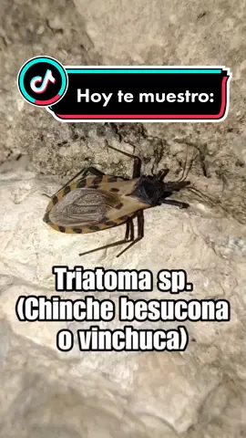 Platicando de Triatoma sp., chinche besucona o vinchuca, en Pisté, Yucatán. #triatoma #triatomadimidiata #tripanosomacruzi #tripanosoma #chagas #enfermedaddechagas #vinchuca #chinchebesucona #insecta #insecto #reduviidae #hemiptera #biología #biólogo #piste #yucatan #pisteyucatán #informacion #SabiasQue #fyp #foryou #parati #paratí #fy #animalestiktok 
