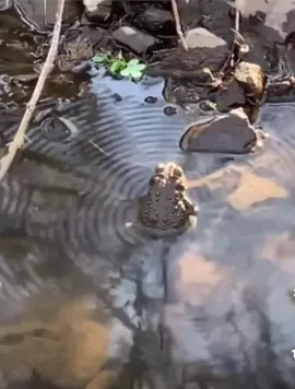 Trilling toad. #peace #frog #pond #nature #toad #water #sound #foryoupage 
