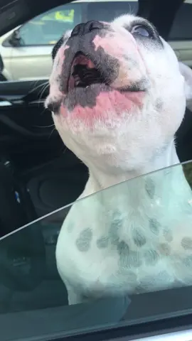 He does not care. He is the #maincharacter… #fyp #foryou #dogmom #frenchie 