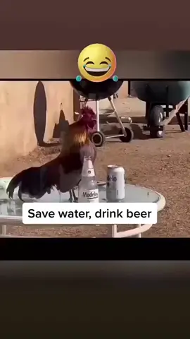 #funny #chicken #beer 