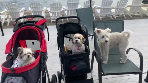 #CapCut GracieRay and her friends Lexi and Bosun hanging out at the marina. #dogsoftiktok #marina #BestFriends #happiness #sunshine #havanese #influencers 