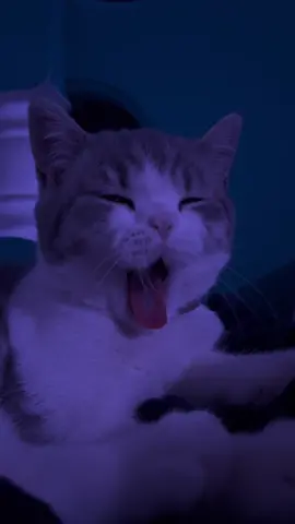 Goodnight pickle 🫶🏼💤 #picklethecat #cat #britishshorthair #catsoftiktok 