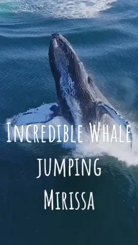 Incredible Whale jumps out Mirissa,srilanka🇱🇰 Set sail to the depths of the Indian Ocean on a smooth cruise, in search of the magnificent creatures that dwell beneath the surface of the azure waters. Mirissa is the ideal place for whale and dolphin watching between the months of November to April, as the waters become a playground for a myriad of whales and dolphin species. Some of the most commonly spotted whales include sperm whales, killer whales, Bryde whales, short finned whales, while you’ll be able to see schools of bottlenose dolphins and striped dolphins as they playfully frolic around your boat! However, the main whale type to look out for is the blue whale – the largest animal in the world! Whale and Dolphin watching in Mirissa is ideal for nature lovers as they set sail into the ocean. The best time to embark on your adventures is at dawn, and since most boats leave the harbour by at least 6am, an early rise is required. Base yourself at one of our boutique hotels in Mirissa so you can’t save on the extra travel time and get a few more winks in before your day out in the sea begins! #srilanka #srilankantripadvise #mirissa #whale #whales #whalewatching #whalejump #whalejumping #breaching #bestolacetovisit #adventure #asia #foryou #fyp #trending #viral 