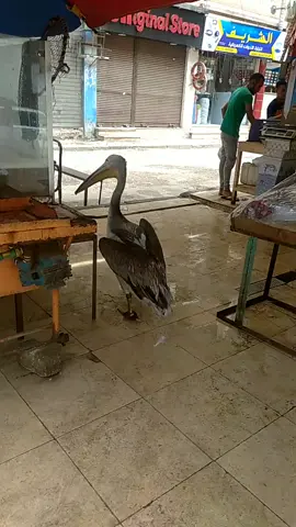 #البجعة قل سبحان الله #اكسبلووووووررررر🙂🖐🏻💜😂😂😂 #يوميات موكا ولوكي#صل الله عليه وسلم