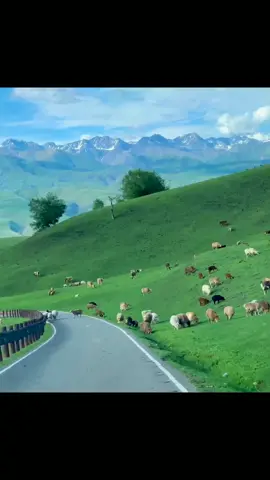 Ngắm những bầy cừu thong thả ăn cỏ mà ước được thong dong tự tại như chúng 🐏🐑🐐 #didaudo #thiennhien #phongcanh #canhdep #dongco #thugian #chualanh