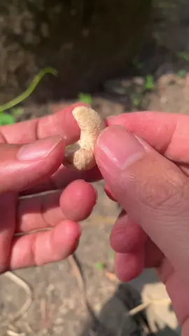 Perbedaan cara kupas kacang mete indonesia dan afrika #kacangmeteindonesia #kacangmeteafrika   #inspirasitanamanbuah 