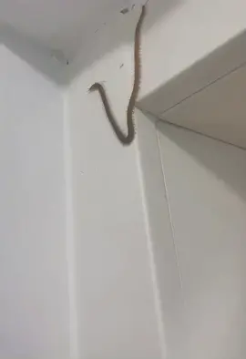 #lifeisrael #israel #centipede #centipedehorror #disgustingsatisfaction#centipedesoftiktok #viral #melesia #fyppppppppppppppppppppppp #fyp#fypシ #fypシ゚viral 