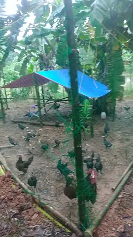 Our little chicken farm,😍 ito na po aming nagawa sa 50meters na chicken net,😍😍#fyp #fypシ #fypシ゚viral #videoviral #chickenfarm #chickens #chickennet #rangenet #farming 