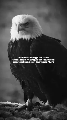 harus Berprinsip #katakata #pria #priasejati #motivation #sigma #rules #foryourpage #semangatberjuang #WakeupKing #richmotivation #elang #rajawali #prinsip #motivasi 