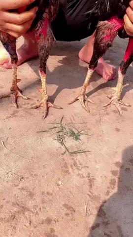 gà kể gà mõm thì ko phải nghĩ rồi 😂