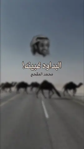 #محمد_المقحم #مكافحة_التبدوى #الابل #البدو #قصايد #شعراء #لايك #اكسبلور 