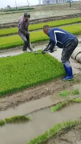 Farmer life💚 #farmerlife #farmer #agriculture 