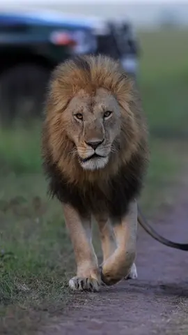 A very confident walk from the Black Rock Male, Oloimina. 📍Masaai Mara National Reserve, Kenya. Follow for more amazing wildlife #lion #safari #wildlifeonearth #wildlife #wildlifephotography #wildanimals #photography #malelion #kenya #africa #wildlife_perfection #wildlifeconservation #wildlifeaddicts #safarilife #guide #bigcats #nature #natgeo #travel #travelgram #masaimara #fypシ゚viral 