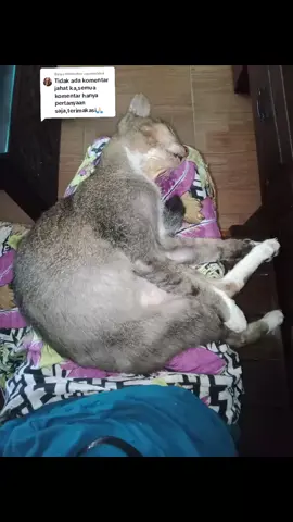 Membalas @ceceeekhoi ini kucing ku diracun dan hari ke 2 gak mau makan dan minum muntah dan hari 3 meninggal dunia  diracun sama warga#fypviralシ 