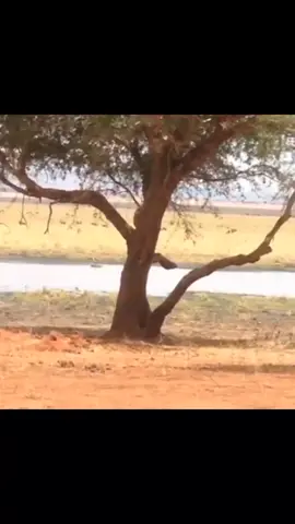 Cheetah Hunting in the Serengeti.  LETS GO TO TANZANIA FOR TRIP OF LIFETIME. This August 1 to 10th 2023 Itinerary  Day 1 1st Aug Arrive at Kilimamjaro Airport Arusha  2nd day Tarangire National Park see 1000yr Old Baobab trees, elephants and the big cats Lion cheetah and leopard. Day 3 and 6 Serengeti see the awesome wildebeest migration and the big cats, hyenas and more Game drive and camp overnight  Day 7 Ngorongoro Crater Arusha unique wildlife Rhino and Hippo Day 8-9 Zanzibar white sandy beaches relax or enjoy water sport or swim with Dolphins    You will join a small group for a unique experience no need to worry about travelling alone. ONLY FEW PLACES AVAILABLE DM NOW IF INTERESTED. #meldiamondtravels #lovetotravel #safari #serengeti #Tanzania #zanzibar #lifetimetrip #letsgo #nature #wanderlust #solotravel #grouptravel #adventure 