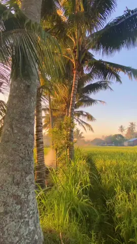 MasyaAllah indahya🌅🌾 #sunrise #desaku #suasanadesa #fypシ #fyp #estetic #lombok 