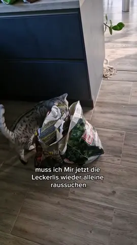 Cosmo kann sich alleine beschäftigen  #katzen 