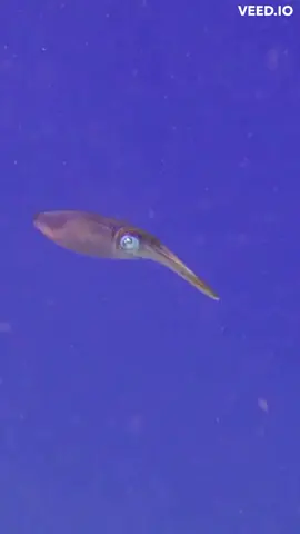 Colossal Squid #fyp #foryou #animallife #wildanimals #wildlifephotography #wildlife #interesting