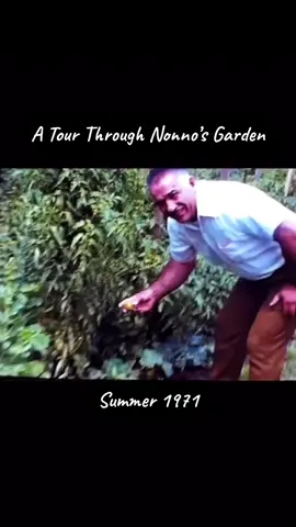 Go back in time for Italian-Canadian heritage month. 🇮🇹🇨🇦 This is where my mother’s family grew (and grew up) after immigrating from Molise to Windsor, Ontario. Most of the footage shows Nonno long before I was even born, but as a child exploring every inch of soil I remember my Nonna being the one out in the giardino working and caring for everything. Garlic, onions, cucumbers, zucchini, tomatoes, beans, lettuces, eggplant and more hot pepper plants than I’ve ever seen.  And the trees! Plums, pears and peaches grown from pits of fruit grown in Italy.  Plus the grapes climbing right outside the back door and access the top of the patio. 🍇 If only I could visit this garden as an adult and appreciate the details even more.  Enjoy the celebrations of family, food and traditions all June long.  Buon giardinaggio! #garden #gardening #gardeningtips #gardentok #plants #gardening101  #gardeningtips #gardener #plantsoftiktok #plant #italian #italianfood #family #planttiktok 