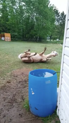 That horse was really hoofing it over there! 🐴 #afv #horse #animals #fall #fail 