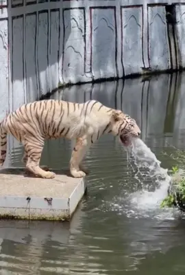 #wildlife #worldanimals#animalworld #wildlife #tiktok#animalslife #wildanimals #lion #tiger #crocodile #monkey #giraffe #elephant #buffalo #leopard #thếgiớiđộngvật#độngvật#fyp #fypシ #respect #responder