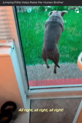 Doras video by @The Dodo 