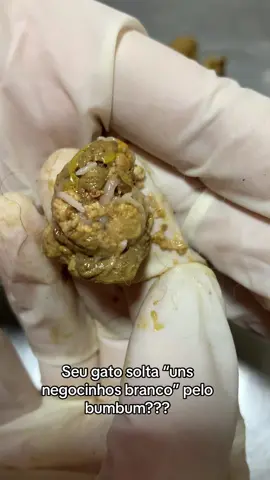 Você ja viu algum branco saindo do bumbum do seu pet ? Você sabia que pode ser verminose?? Fale com seu veterinário , ele vai te passar o melhor protocolo.❤️ #vet #vermes #verminose #veterinary #veterinarian #medvet #gatos #caes 