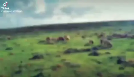 أيام ولاربيع طوال 😀 #اليبيا #مصر #مطروح_وهلها🔥💪😎 #السعودي #الكويت #اليمن 