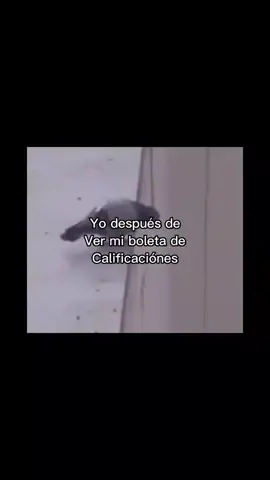 #fyp  ##fypシ  ##foryoupage #tiktok  #meme#memes #palomas #palomashuevonas #xd #monster #anime #gogogogo #muchasgraciasporelapoyo💖 #tilines #wasaaa👻#