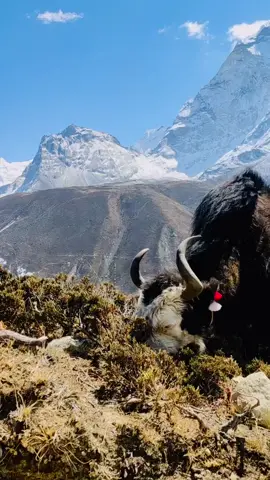 Yak is searching food in the way to Everest Basecamp Trek's.⛰️ #everestbasecamp #everest #everestbasecamptrek🇳🇵 #trekking #Hiking #adventure #himalya #everestregion #mountainnering #welcometonepal❤️🇳🇵🥰 #fypシ #goviral #nepalitiktok🇳🇵 