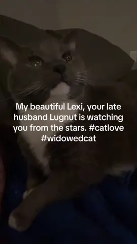 #cat#Love #aifilter #animal #galaxy #watchingovermefromheaven 