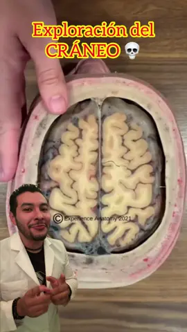 Estudio anatomico del 🧠 #AprendeEnTikTok 