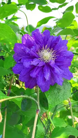 #花 #goodmorning #scenery #Vlog #花のある暮らし #癒し風景 #BeautifulFlower #お花畑 #cure #お花のある暮らし #自然風景 