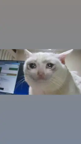 😿 #cat #wawawa #wawawacat #sad #sadcat #meme #song #😿 #cry #cried 