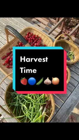 Harvest Time! It is so hot outside my phone over heated half way through and I had to take breaks. But I LOVE it! These colorful harvests are making me so happy and my garden is turning into the oasis I love. #harvesttime #strawberrvharvest #springharvest 