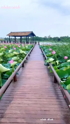 Cảnh đẹp về Cánh đồng Hoa Sen #cảnhđẹp #thiênnhiên #núirừng #nhìn cảnh đẹp mê hồn #Năm 2023#vậy có ai biết chỗ này không @dygtgho5h9gr 