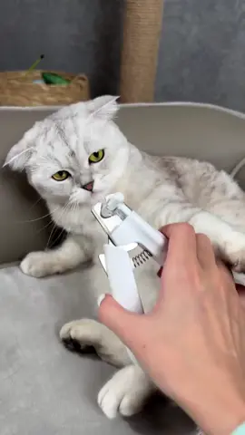 #viral_video #foryoupage #animetiktok #4u #animals #tiktok #tiktoknewsbd1 #animallover #new_trending #tiktoknepal #dog #treding #cat 
