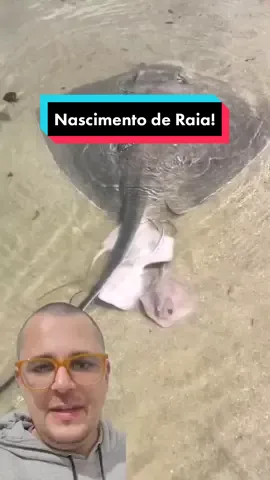 Nascimento de Raia! 🐟 Ouça a breve explicação com o Prof. Dr. Atilio. Veterinário, Mestre e Doutor em Patologia. Professor de Medicina de Animais Selvagens, Patologia Animal e Fisiologia. #profatilio #animaisnotiktok #animal #animais #animals #natureza