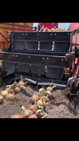 vegetable harvesting machine #farmingmachines #agriculturelife #harvesting #harvestingvegetables #ingenious_tv #recolte 