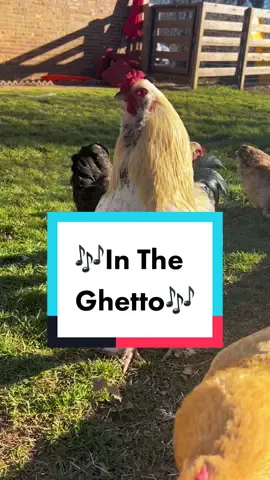 Frankie & Tina perform a classic 🎶 #chickens #southpark #intheghetto #backyardchickens #cartman #chickentok #chickenhappyhour 