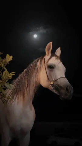 س/ كيف تدري انَ الخيل مرتاح معك !!                            #fypシ #سعود_الشامخ #قمر #مقاطع_خيل #roblox #Stopmotion #y #illu #asmr #qatar2022 #LearnOnTikTok #uk #workout #a #roblox #حصان #w #tiktok #ewanmcgregor #greenscreen 