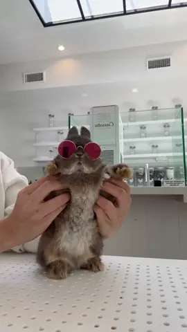 Saturday retreat 🍫 #bunnydayoff #pet #animals #rabbits #bunnydance #fyp #viral #cassettabeverlyhills 