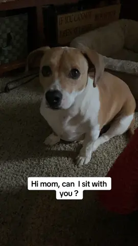Free cartoon pic at end of video on AiPawPrint.com ! This is my emotionally unavailable pup ♥️♥️ its a one sided love ♥️♥️ #dogmom #adopteddog #dogsoftiktok #lubalin #mymomlovesme #dogattitude #emotionallyunavailaible #dogmomlife 