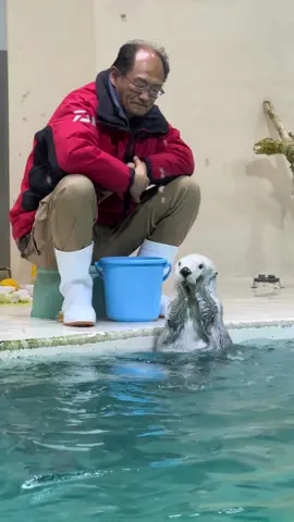 メイちゃん可愛いポーズ #ラッコ#鳥羽水族館#ラッコのメイちゃん#ラッコのキラちゃん#sea_otter #seaotter #ラッコ好き#とばすい