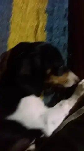 me mascota bonita 🥰🤗🐕🐶