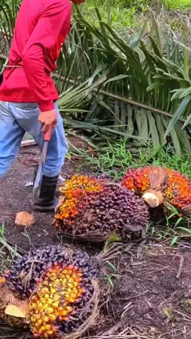 Sawit unggul 3 tandan 100 kg #bibitsriwijaya #binasawitmakmur #bibitsawitunggul #sawitontiktok 